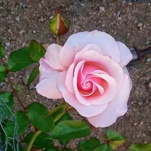 Meet your Posher, Stacey